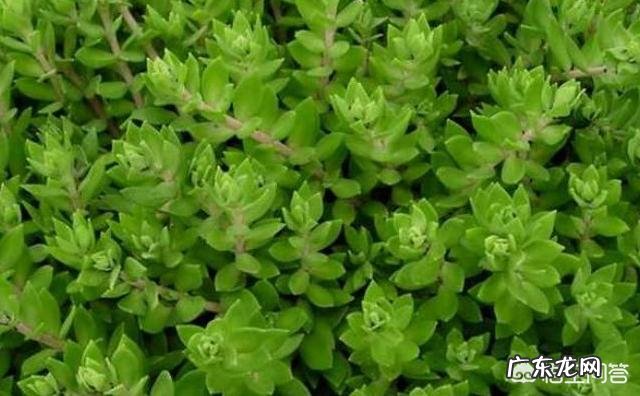 每年农村的三月份都有哪些野菜可以食用?为什么近些年农村野菜市场是如此的受欢迎呢?