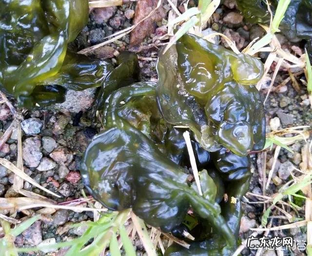 每年农村的三月份都有哪些野菜可以食用?为什么近些年农村野菜市场是如此的受欢迎呢?