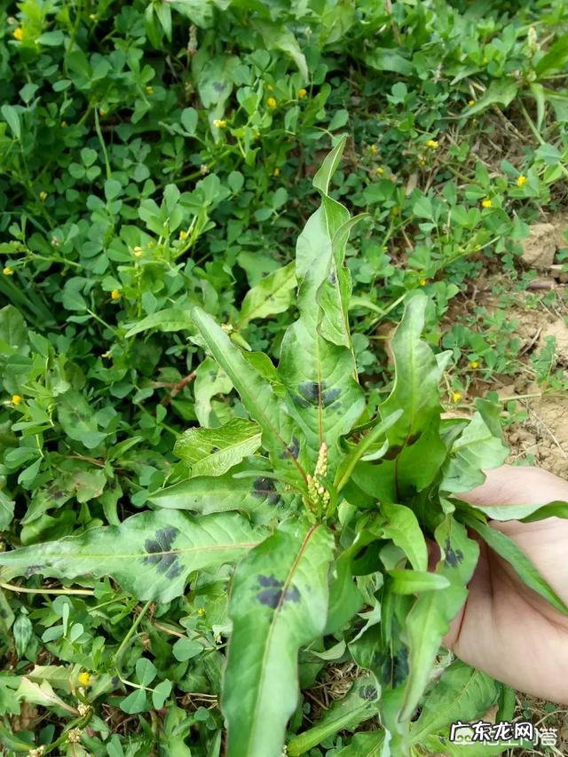 每年农村的三月份都有哪些野菜可以食用?为什么近些年农村野菜市场是如此的受欢迎呢?