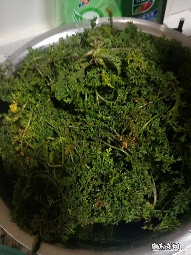 每年农村的三月份都有哪些野菜可以食用？为什么近些年农村野菜市场是如此的受欢迎呢？