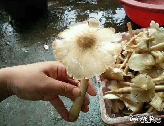 每年农村的三月份都有哪些野菜可以食用?为什么近些年农村野菜市场是如此的受欢迎呢?