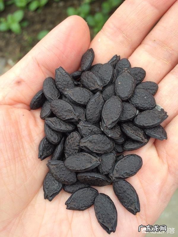 丝瓜种子有何用途?