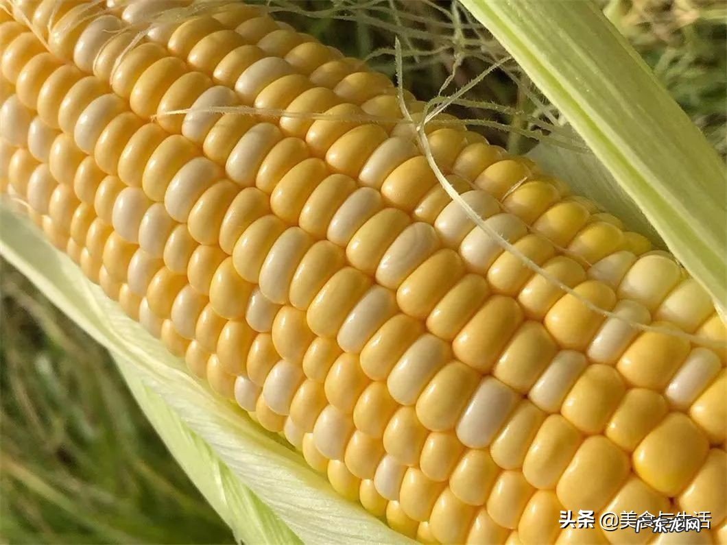 云南水果玉米,新鲜采摘,甜嫩多汁,生吃体验颗颗爆浆的绝妙口感 水果玉米产地是哪里