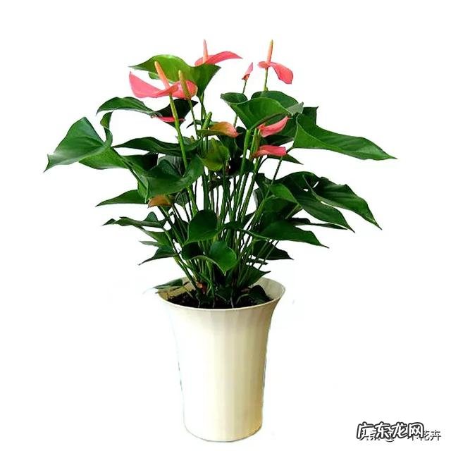 粉掌叶子不展是怎么回事?