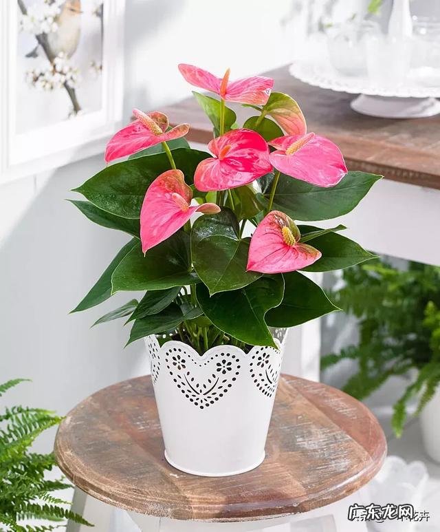 粉掌叶子不展是怎么回事?