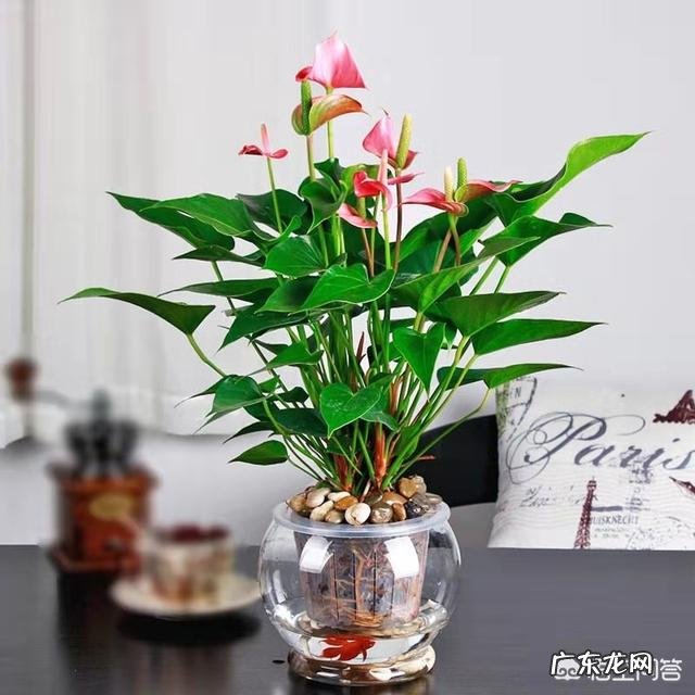 粉掌叶子不展是怎么回事?