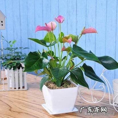 粉掌叶子不展是怎么回事?