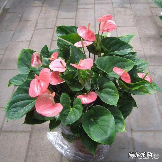 粉掌叶子不展是怎么回事?