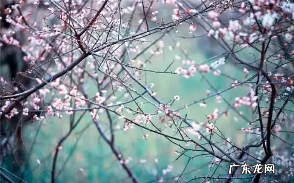 梅花有什么品质与精神 形容梅花的精神