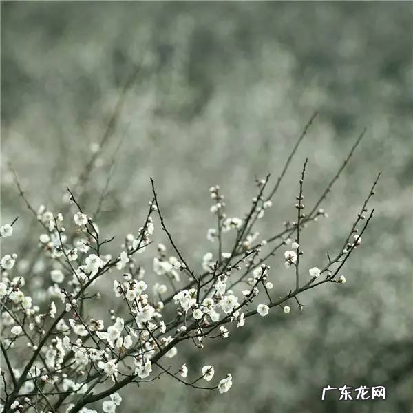 梅花有什么品质与精神 形容梅花的精神