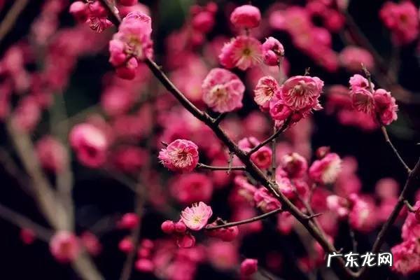 梅花有什么品质与精神 形容梅花的精神