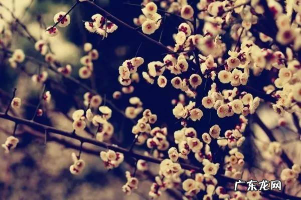 梅花有什么品质与精神 形容梅花的精神