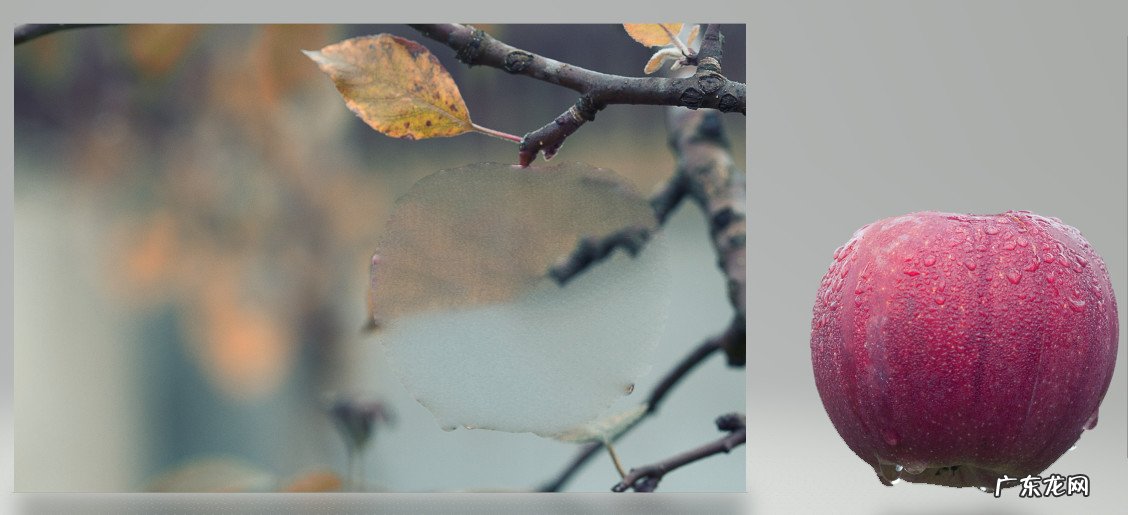 顽兔科技 顽兔网