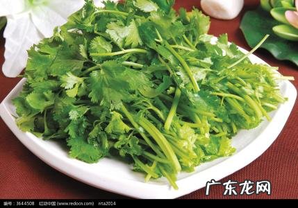 反香菜联盟来了成都人赶快来站队 香菜盖饭啥意思