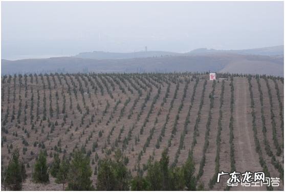 大面积的人工造林都用些什么树种？有用多个树种混栽的吗？