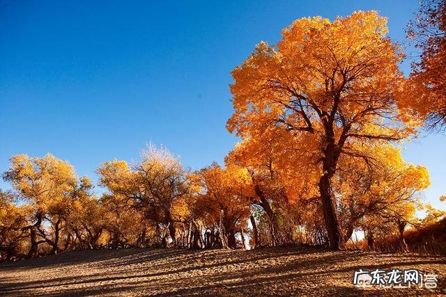 大面积的人工造林都用些什么树种？有用多个树种混栽的吗？