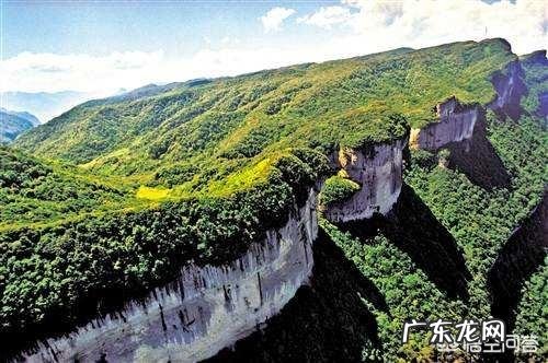 大面积的人工造林都用些什么树种？有用多个树种混栽的吗？