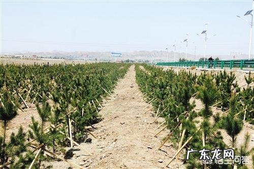 大面积的人工造林都用些什么树种?有用多个树种混栽的吗?