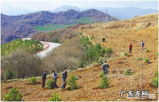 大面积的人工造林都用些什么树种？有用多个树种混栽的吗？