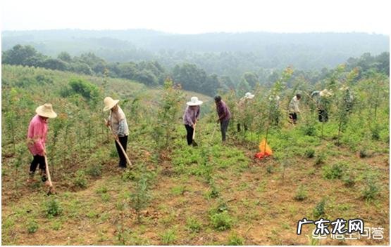大面积的人工造林都用些什么树种？有用多个树种混栽的吗？