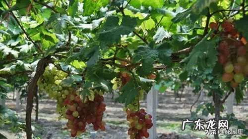 希望你的院子风水好可以种种这些树 葡萄种在院子风水怎样