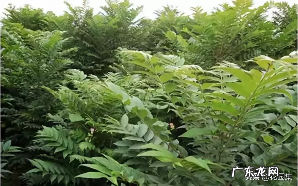 希望你的院子风水好可以种种这些树 葡萄种在院子风水怎样