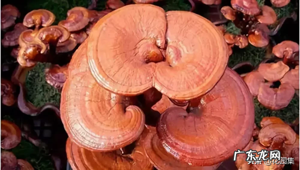 希望你的院子风水好可以种种这些树 葡萄种在院子风水怎样