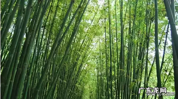 希望你的院子风水好可以种种这些树 葡萄种在院子风水怎样