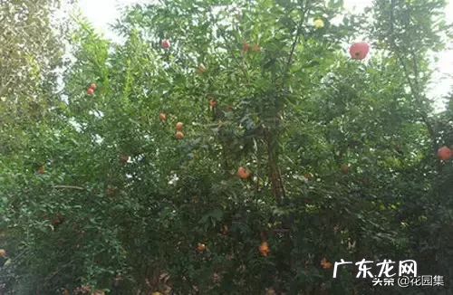 希望你的院子风水好可以种种这些树 葡萄种在院子风水怎样