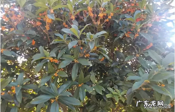 希望你的院子风水好可以种种这些树 葡萄种在院子风水怎样