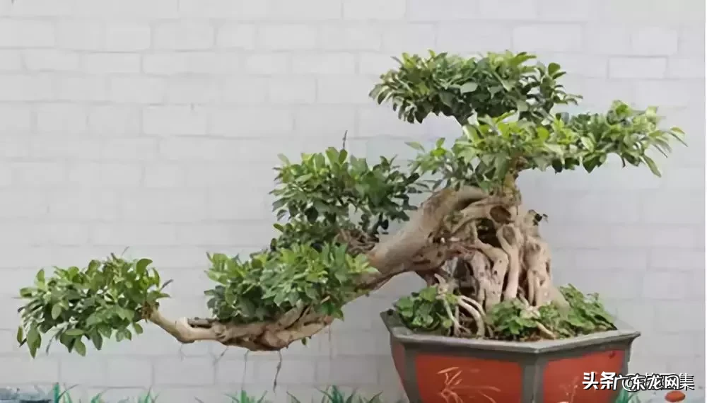 希望你的院子风水好可以种种这些树 葡萄种在院子风水怎样