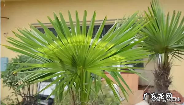 希望你的院子风水好可以种种这些树 葡萄种在院子风水怎样