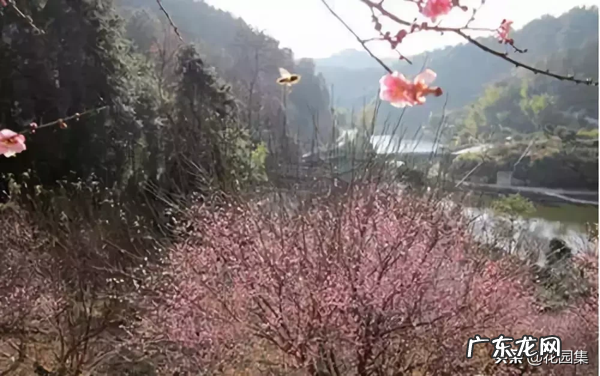 希望你的院子风水好可以种种这些树 葡萄种在院子风水怎样