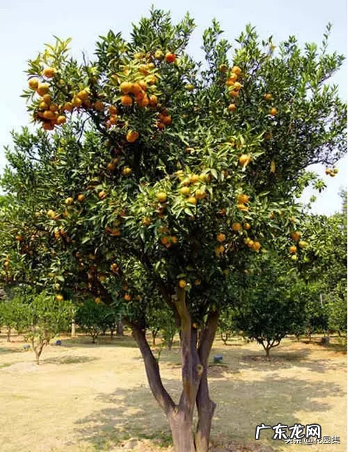 希望你的院子风水好可以种种这些树 葡萄种在院子风水怎样