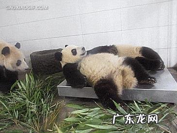 动物搞笑视频属于搞笑领域吗?