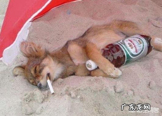 动物搞笑视频属于搞笑领域吗?