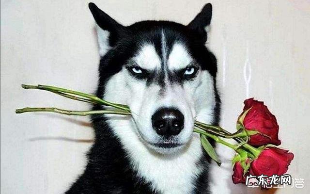 动物搞笑视频属于搞笑领域吗？