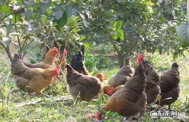 土鸡蛋比普通鸡蛋更有营养吗?蛋黄颜色深的营养价值更高吗?