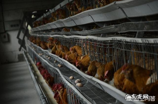 土鸡蛋比普通鸡蛋更有营养吗?蛋黄颜色深的营养价值更高吗?