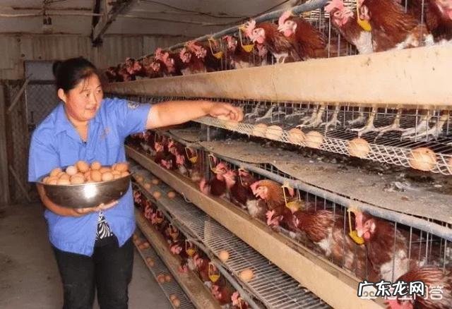 土鸡蛋比普通鸡蛋更有营养吗?蛋黄颜色深的营养价值更高吗?