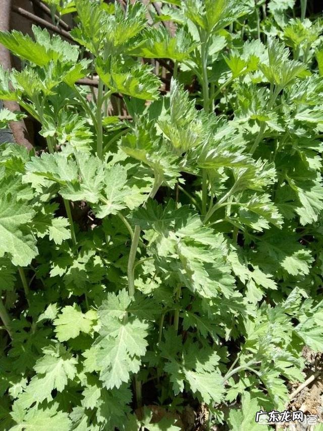 艾蒿有什么作用?