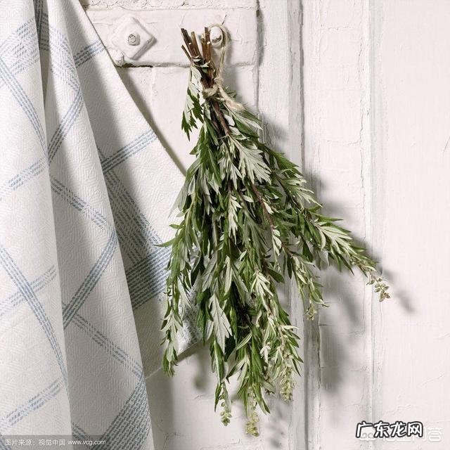 艾蒿有什么作用?