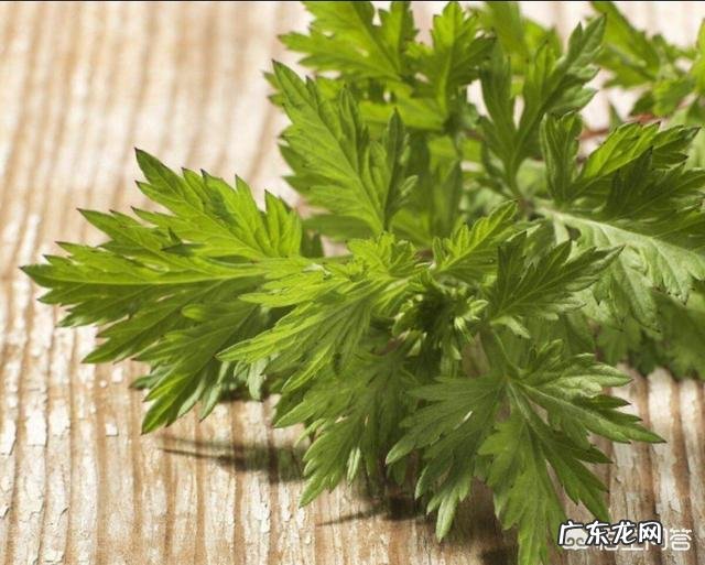 艾蒿有什么作用?