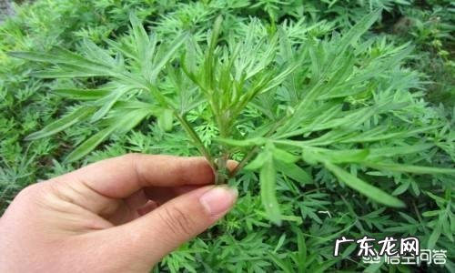 艾蒿有什么作用?