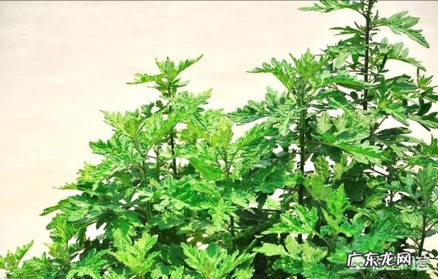 艾蒿有什么作用?