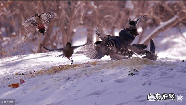 农村老人说在农村的田地里，老鹰打不过喜鹊，是不是真的呢？为啥呢？