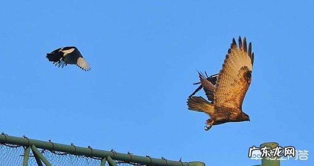 农村老人说在农村的田地里，老鹰打不过喜鹊，是不是真的呢？为啥呢？