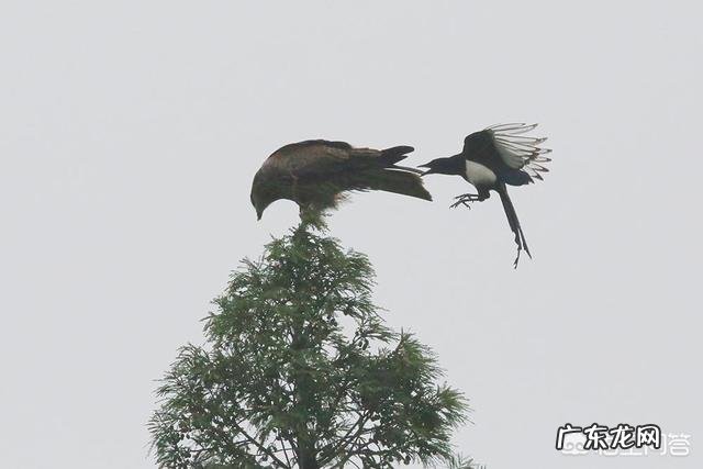 农村老人说在农村的田地里，老鹰打不过喜鹊，是不是真的呢？为啥呢？