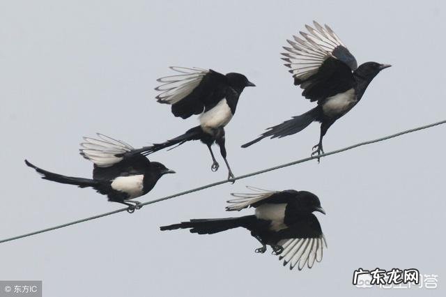 农村老人说在农村的田地里，老鹰打不过喜鹊，是不是真的呢？为啥呢？