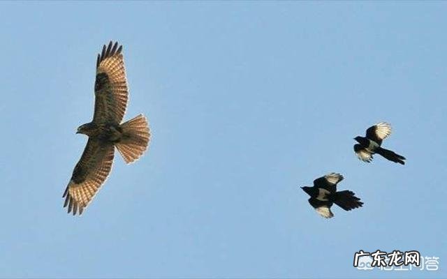 农村老人说在农村的田地里,老鹰打不过喜鹊,是不是真的呢?为啥呢?